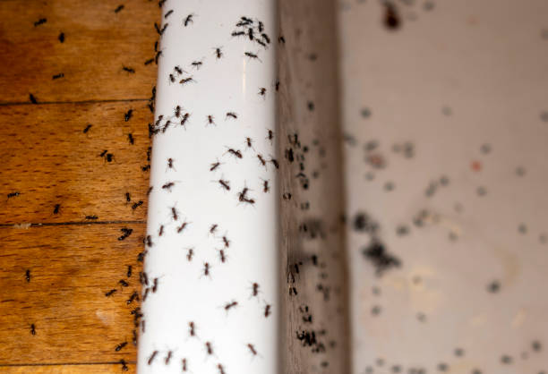Wasp Removal Services in Highlands, NC
